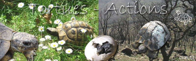 Tortues Actions Forum