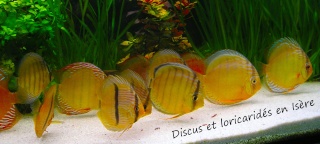 discus et loricaridés en isére
