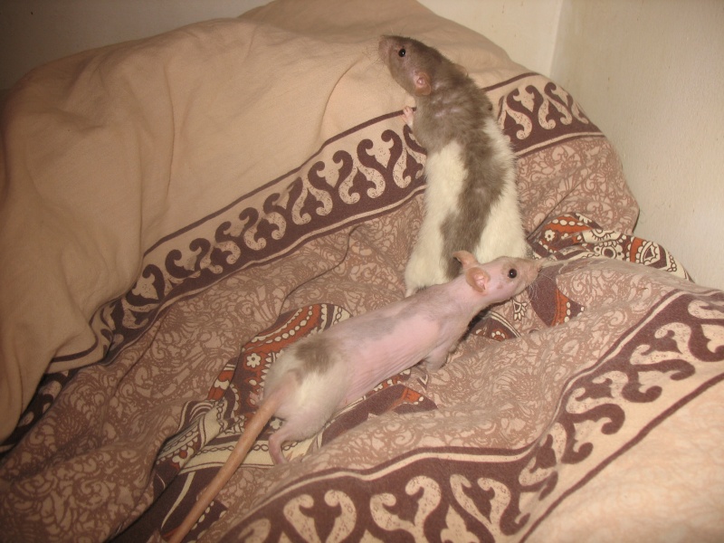 reproduction rat adulte