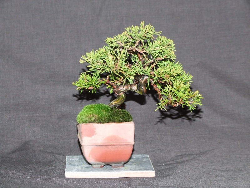 How to Prune and Dwarf Bonsai Trees - Dengarden