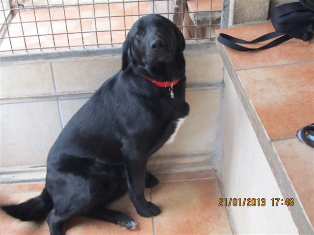 DOOK labrador 7 mois - Aunay sur Odon 14 DOOK labrador 7 mois - Aunay sur Odon 14