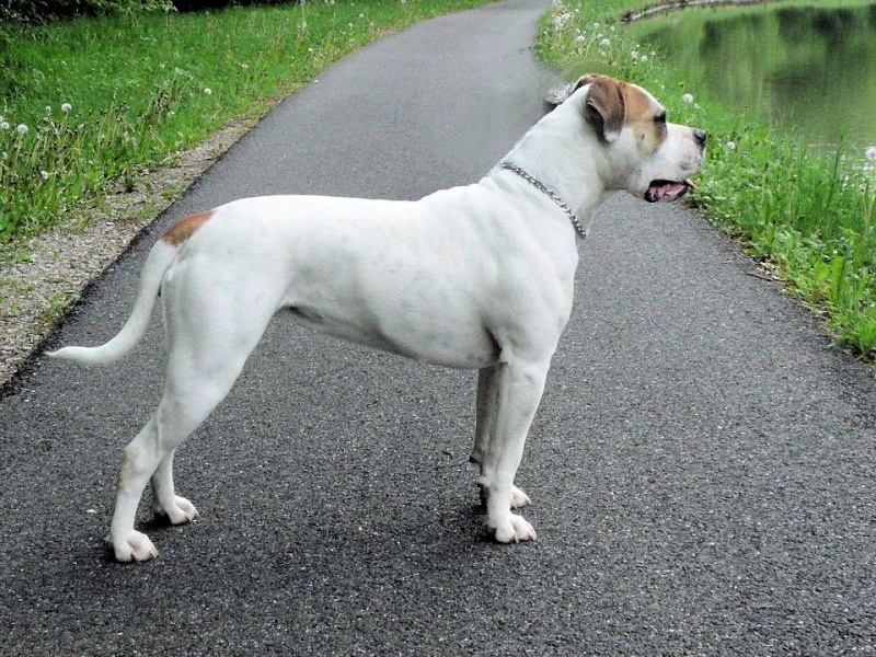 le-white-english-bulldog-ol-southern-white-page-2