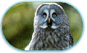 Les Oiseaux et Animaux Sauvages