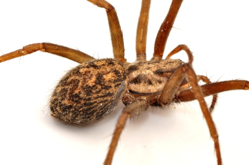 Araignée à 7 pattes