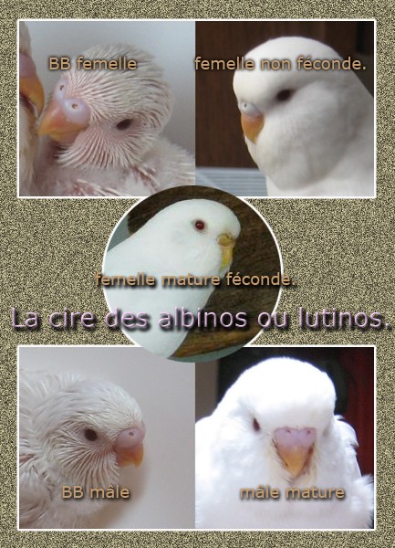 albino10.jpg