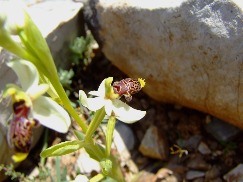 ophrys21.jpg