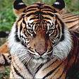 tigre10.jpg