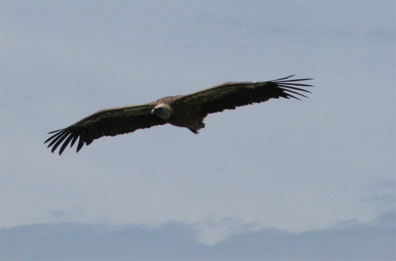 vautou10.jpg